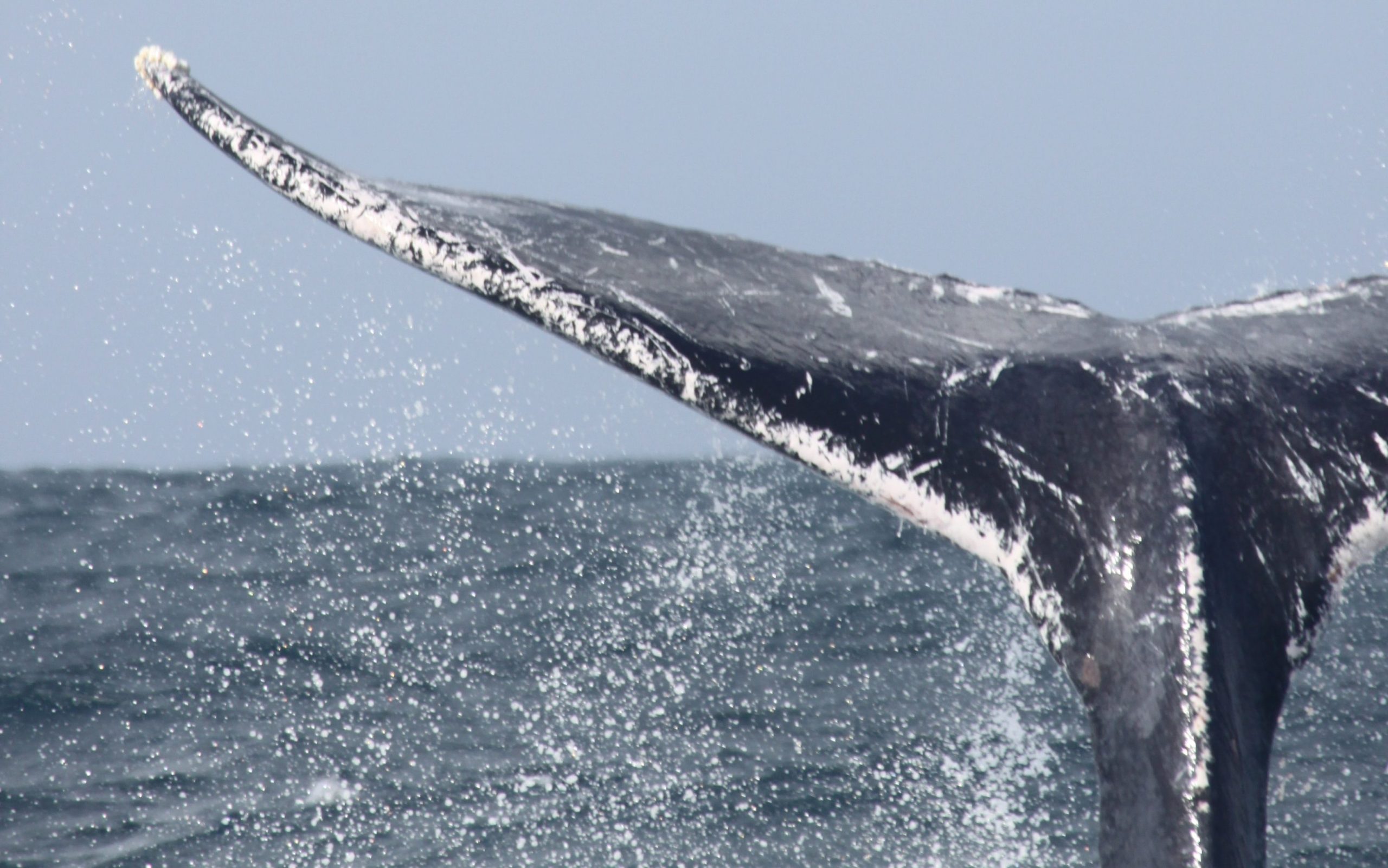 Whale Watching Spots Dominican Republic