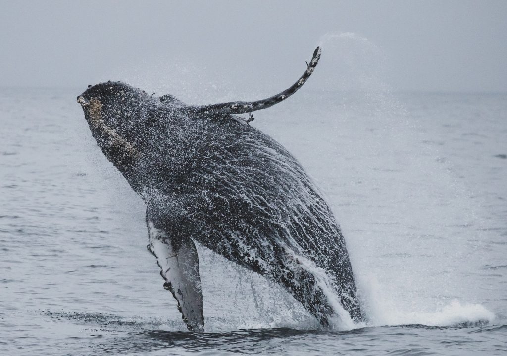 Whale Watching Spots Dominican Republic