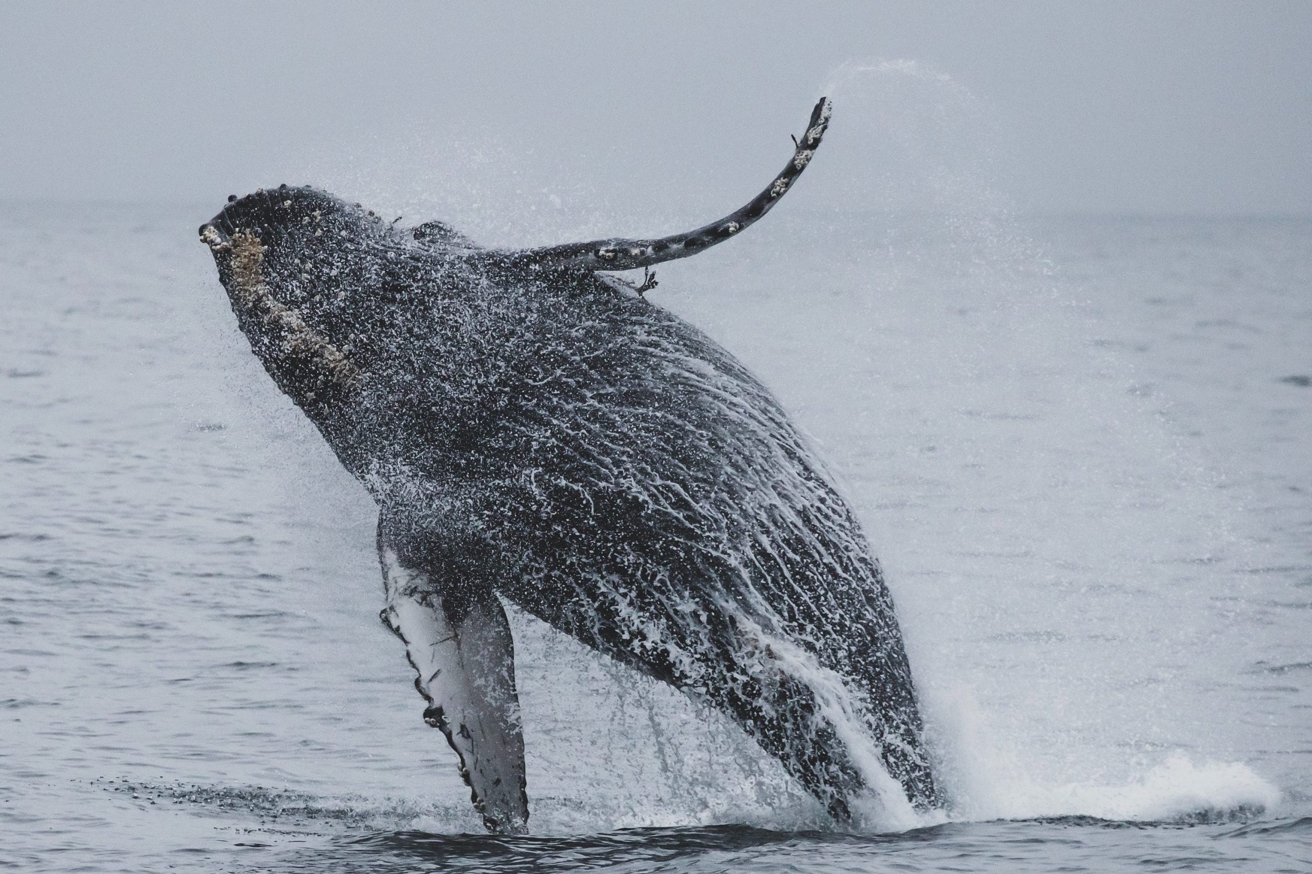 Whale Watching Spots Dominican Republic