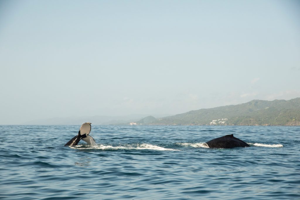 Whale Watching Spots Dominican Republic